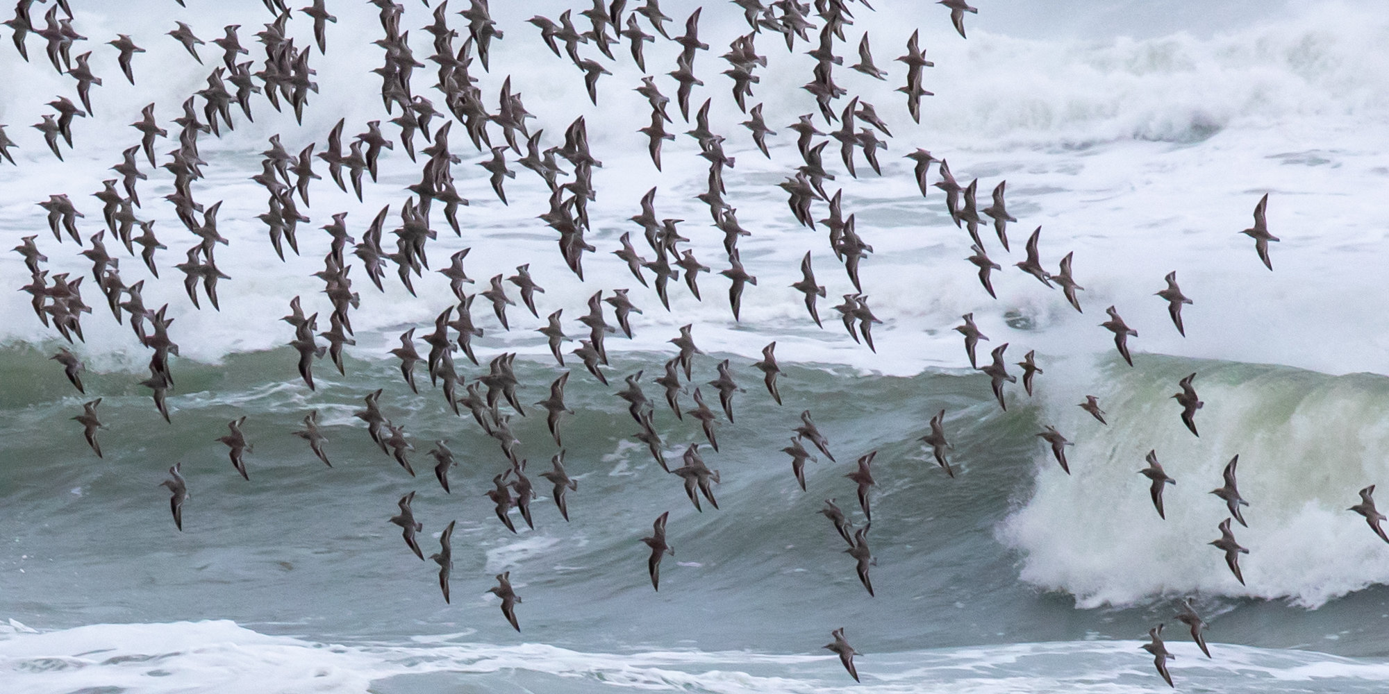 Knot Ballet (cropped detail)