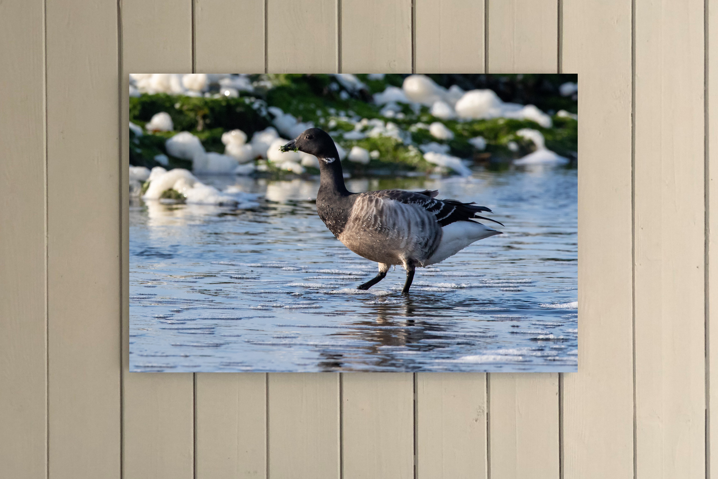 Brent Goose Brent Goose