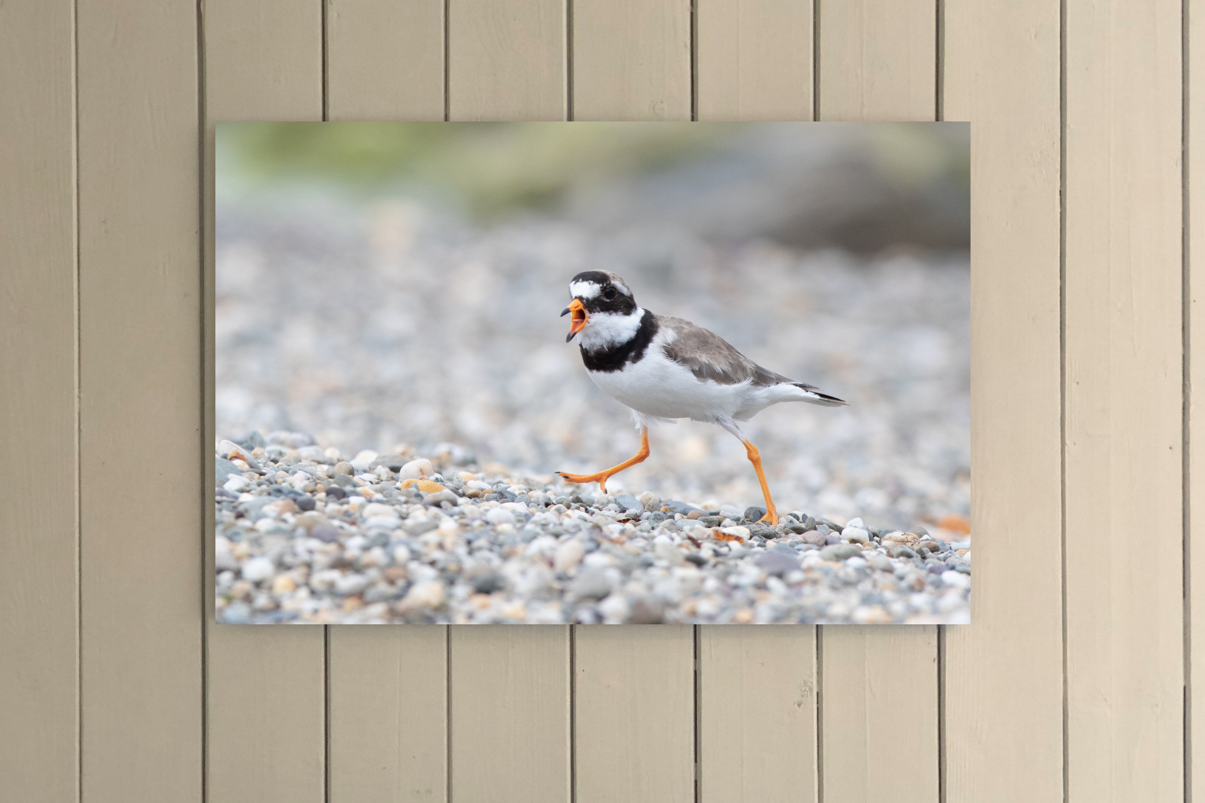 Complaining Ringed Plover