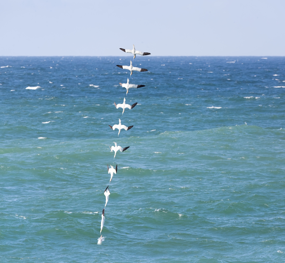 A stacked photo of a Gannet diving (copyright Denis O'Regan)