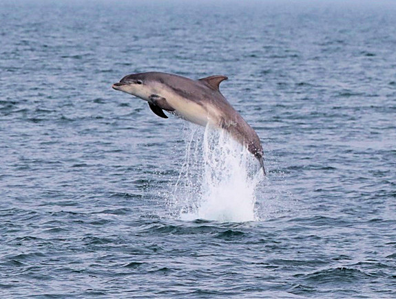Bottlenose Dolphin effortlessy leaping