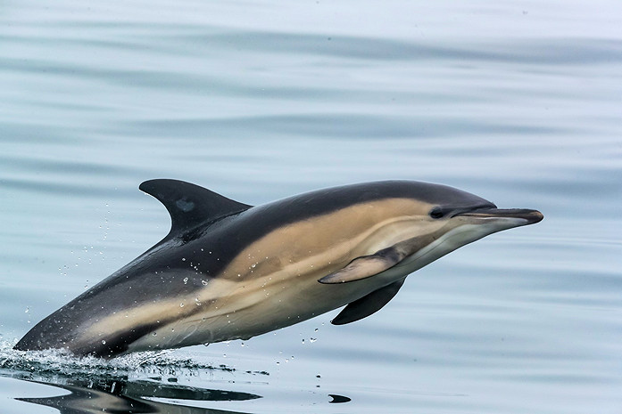 Short-beaked Common Dolphin