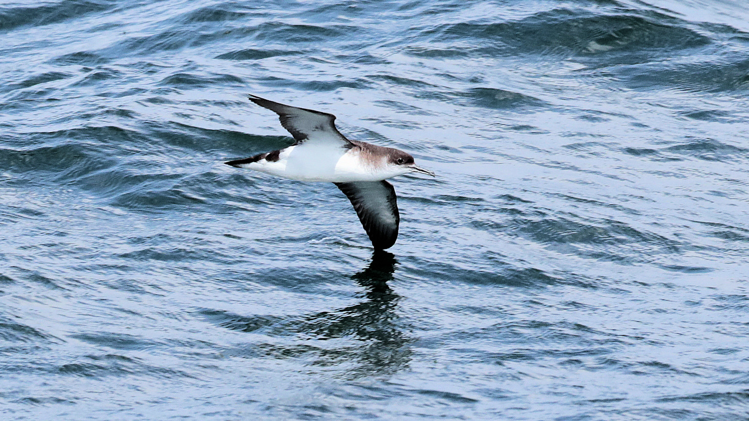 Manx Shearwater