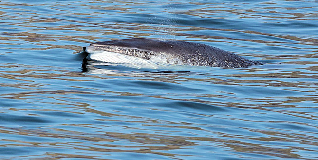 Minke Whale