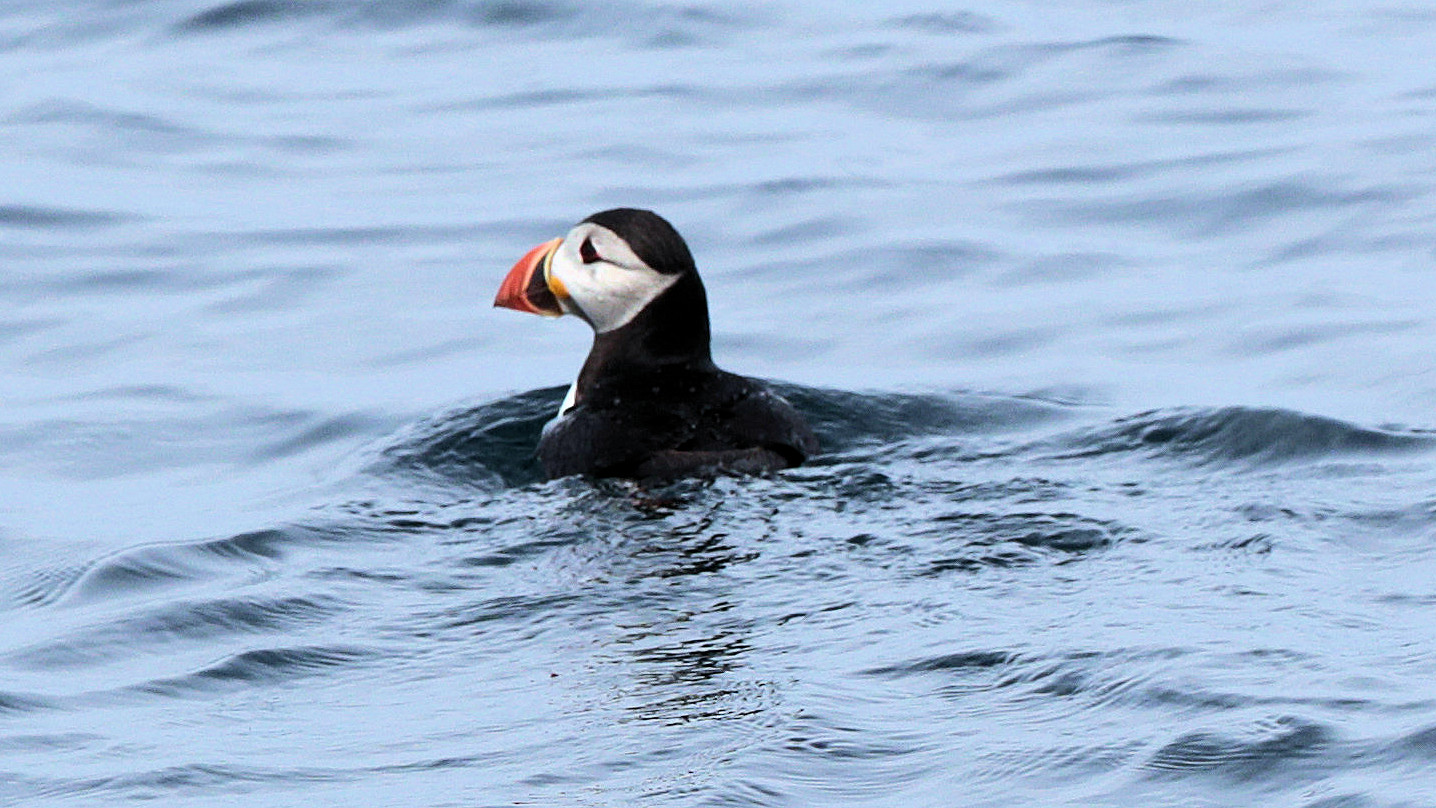 Puffin