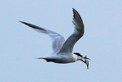 Sandwich Tern