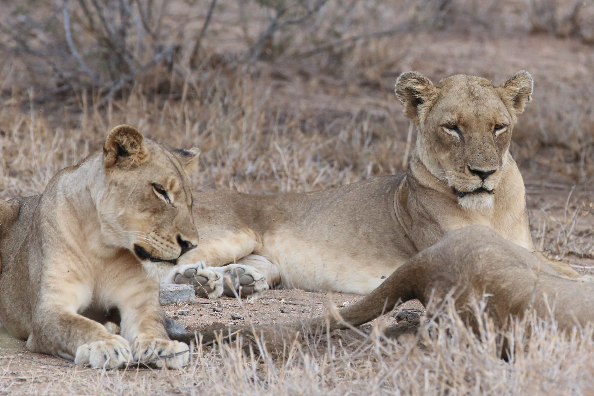 Young Male lions patiently waiting for a Warthog to leave its burrow