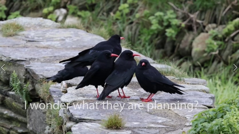 Chattering of Choughs