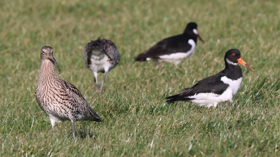 Curlew and Oystercatcher
