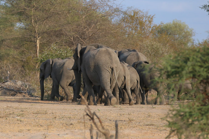 Herd of Elephants moving peacefully