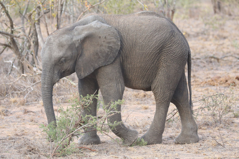 Baby helps herself to a young sapling