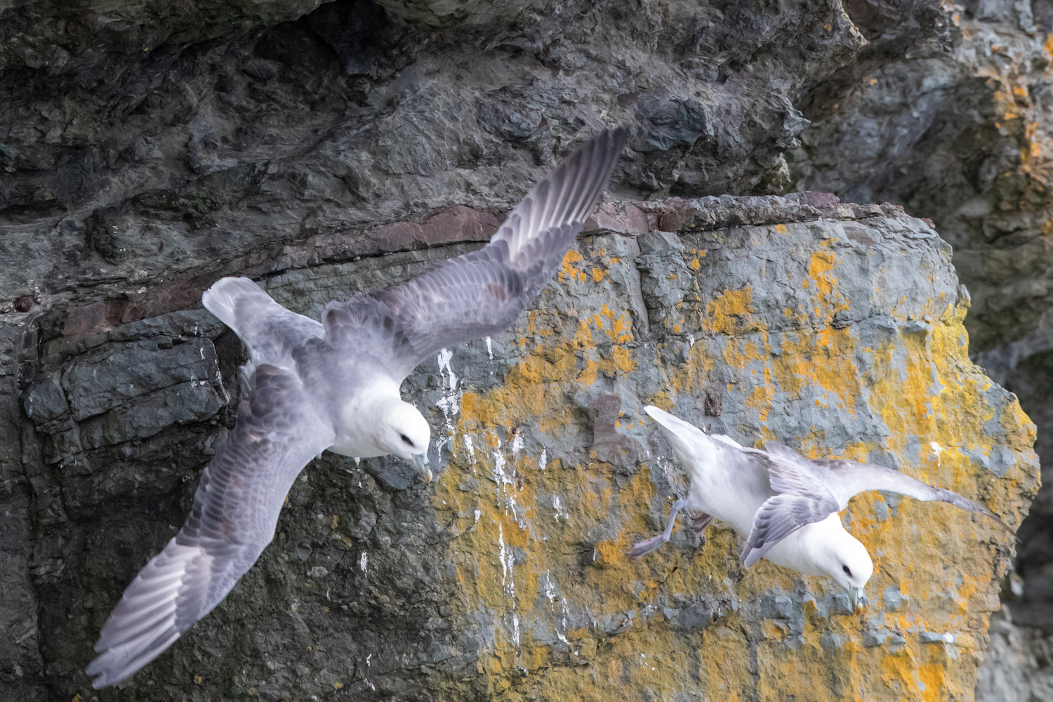 Fulmar launching off a cliff