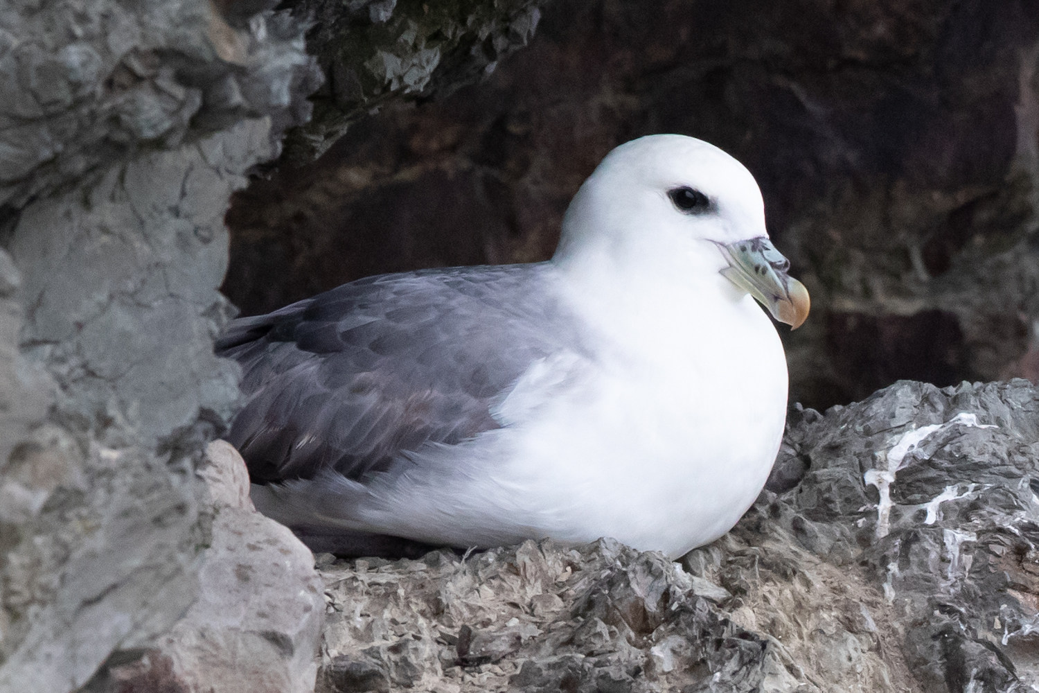 The Fulmar's beak