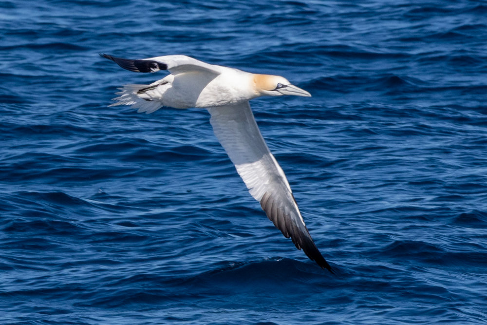 The Northern Gannet (Morus bassana)