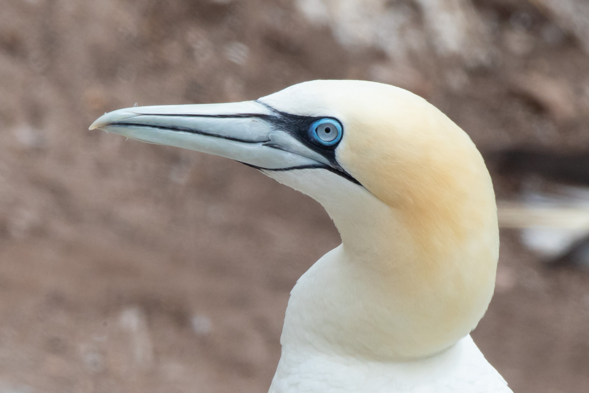 The Gannet has no external nostrils on the beak