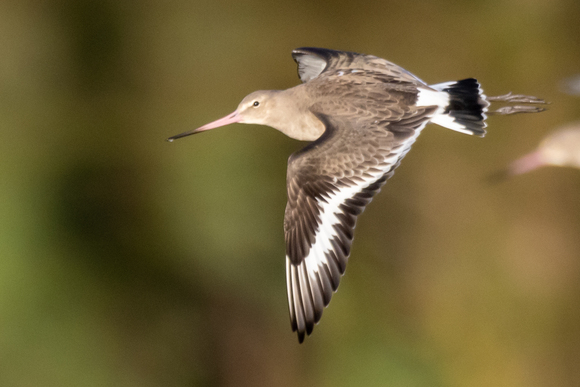 Black-tailed Godwit - Notice the black and white wings and a black tail feathers