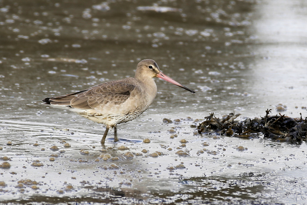 Black-tailed Godwit (Limosa limosa)