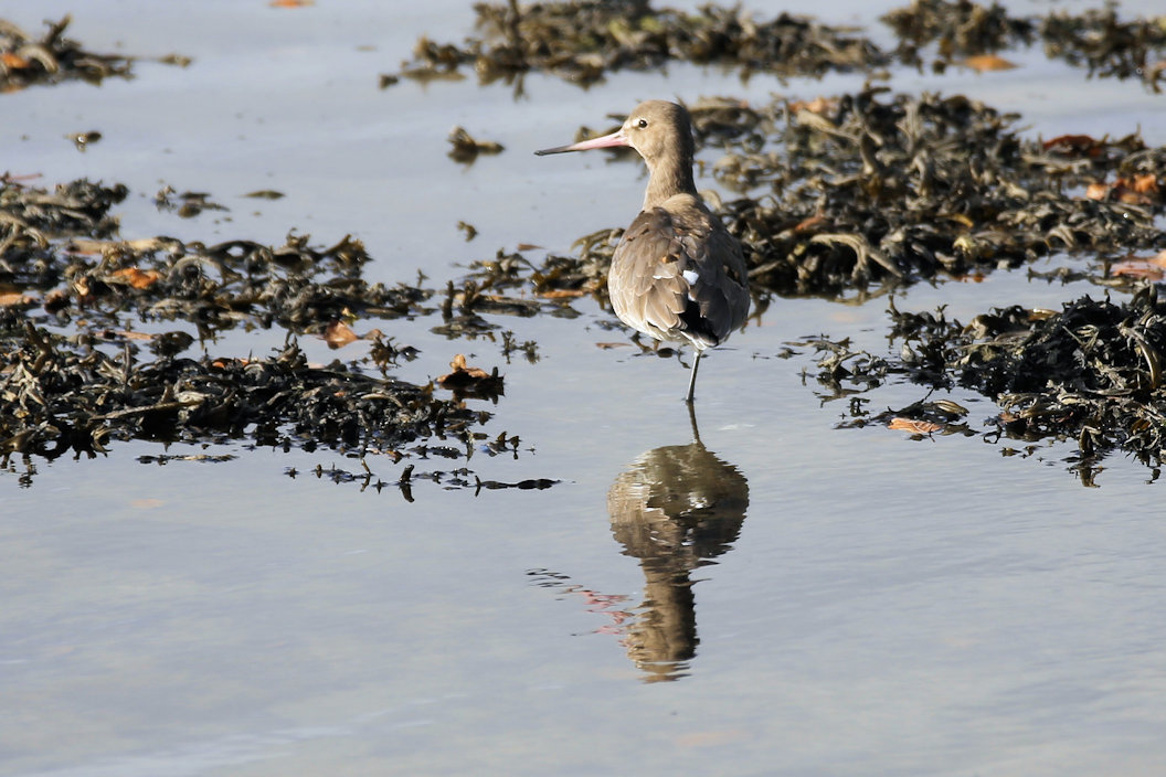 Black-tailed Godwit doing the ‘Tree’ pose