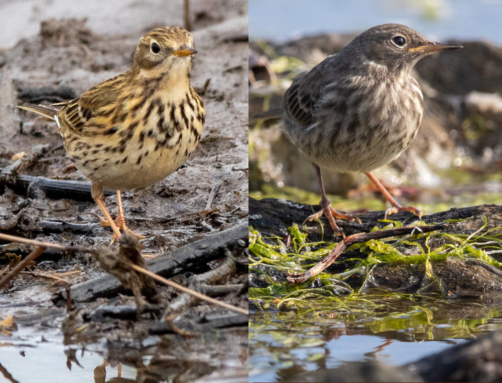 Meadow Pipit vs Rock Pipit