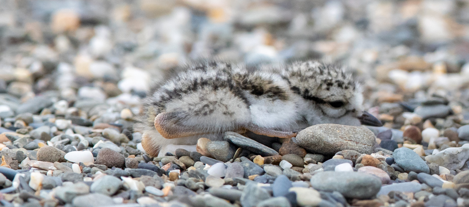 Ringed Plover Chick pretending to be a pebble