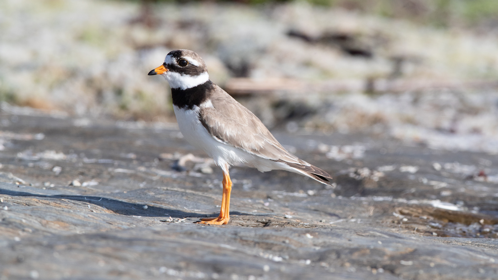 RInged Plover