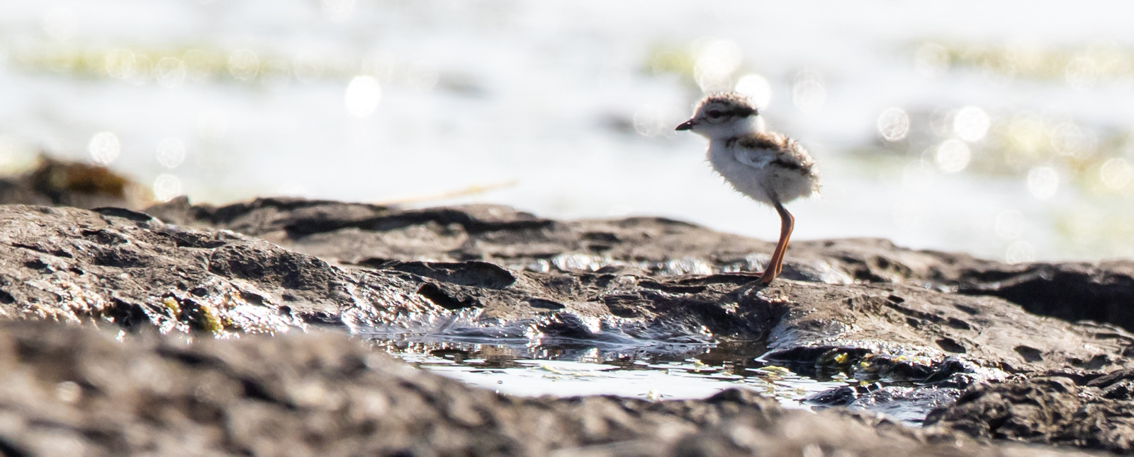 Ringed Plover Chick standing up
