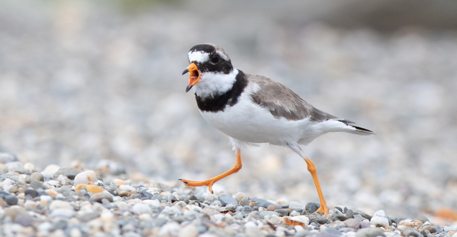 Ringed Plover - vocal distraction
