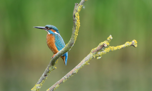 Kingfisher - Jewel of the Waterways
