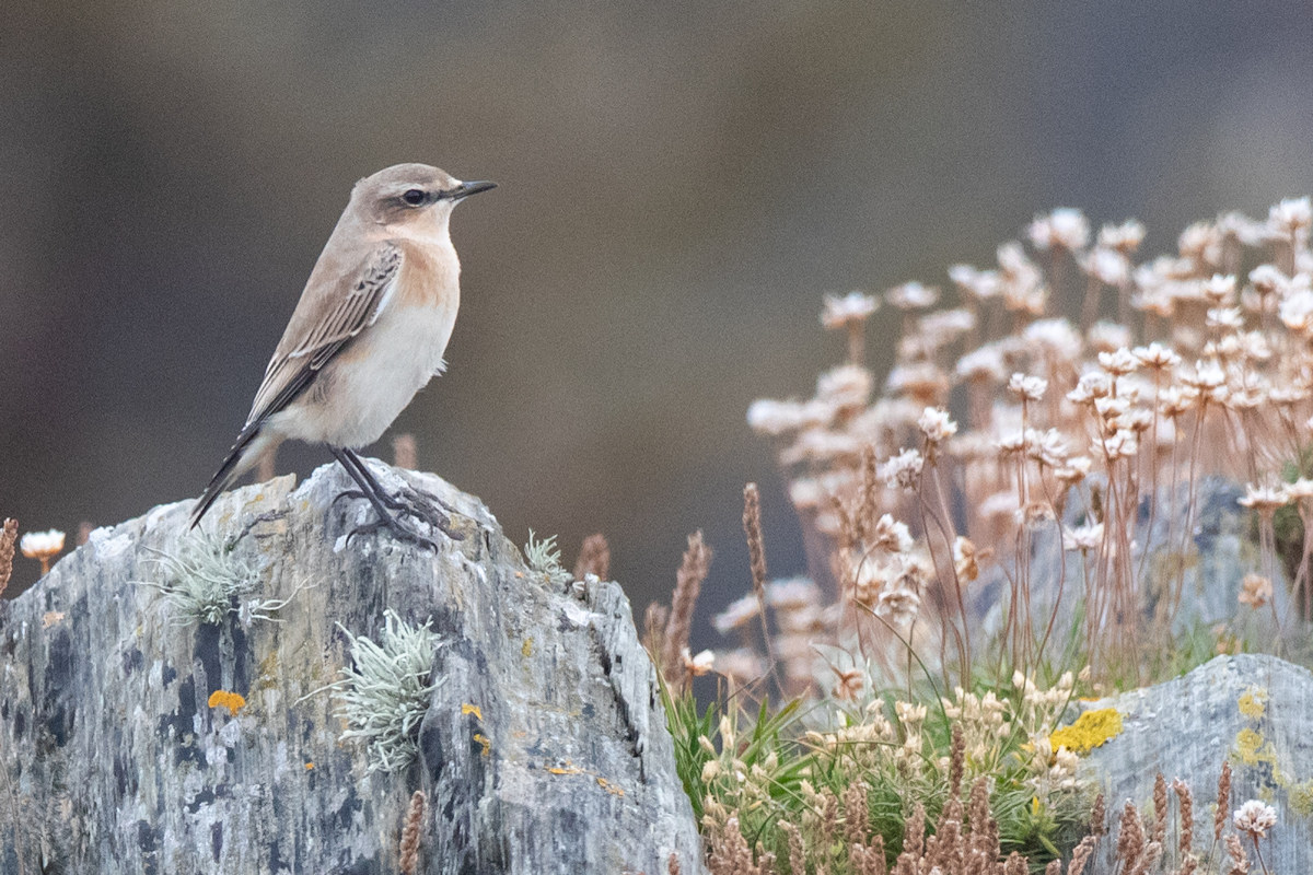 Wheatear (Oenanthe oenanthe) Irish: Clochrán