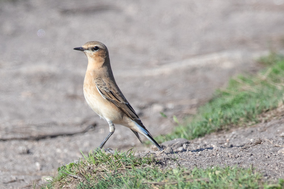 Wheatear (Oenanthe oenanthe) Irish: Clochrán