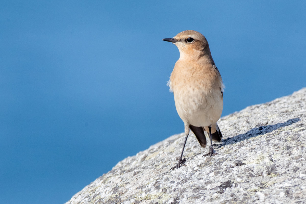 Wheatear (Oenanthe oenanthe) Irish: Clochrán