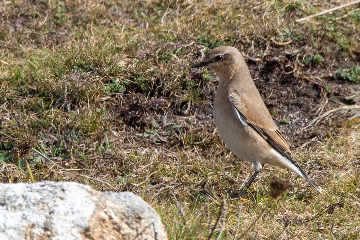 Wheatear (Oenanthe oenanthe) Irish: Clochrán