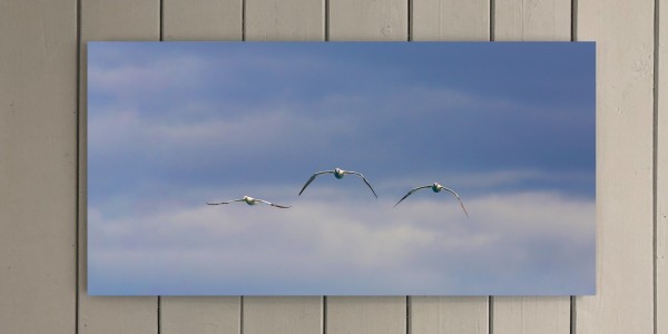 Three Gannets