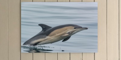 Short-beaked Common Dolphin