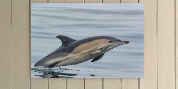 Short-beaked Common Dolphin