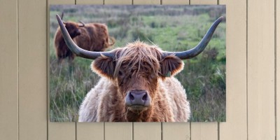 Moove!