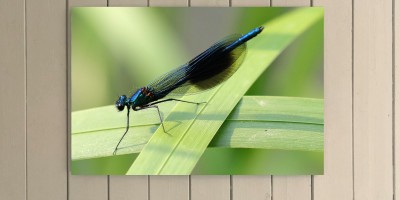 Banded Demoiselle
