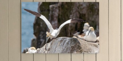 Gannet Stretch
