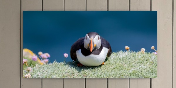 Puffin 2