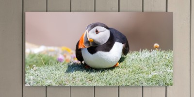 Puffin 1