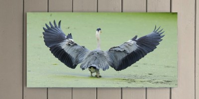 Heron Landing