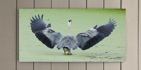 Heron Landing