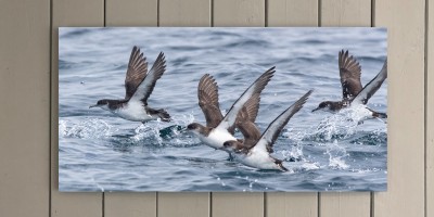Manx Shearwater