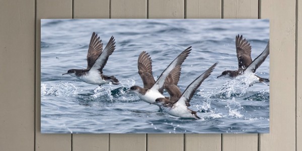 Manx Shearwater