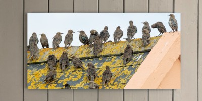 Starlings