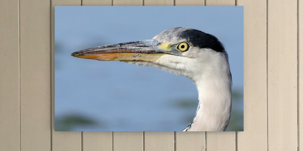 Heron Portrait