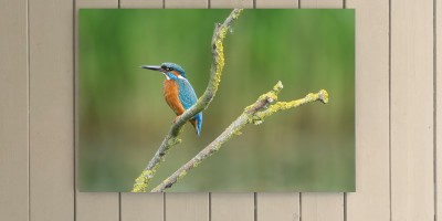 Kingfisher