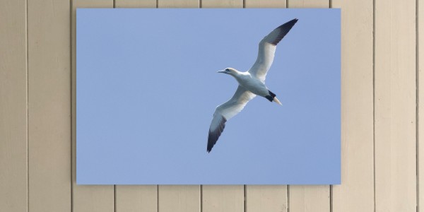 Sky Gannet