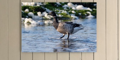 Brent Goose