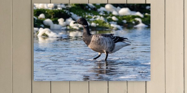 Brent Goose